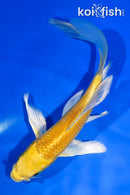 6" YAMABUKI OGON BUTTERFLY