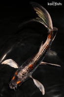 9" BENI KIKOKURYU BUTTERFLY