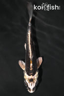 4" KIKOKURYU