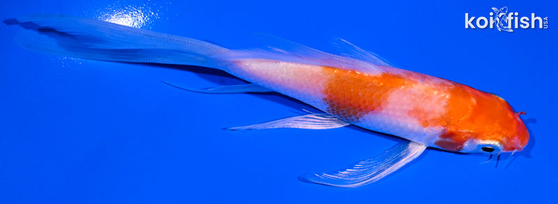 5.25" HARIWAKE BUTTERFLY