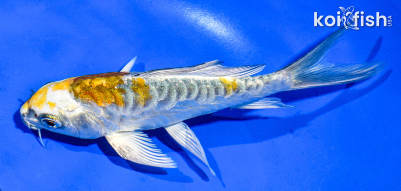 5.5" ARAGOKE KIN KIKOKURYU BUTTERFLY