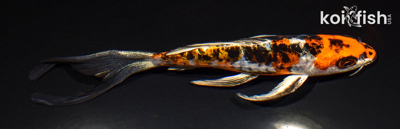 6.25" BENI KIKOKURYU BUTTERFLY