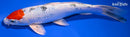 9.75" SANKE