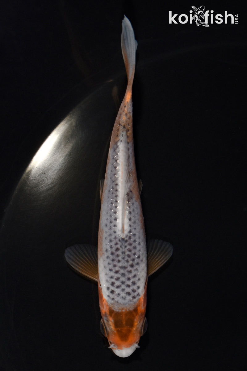 3.75" ASAGI