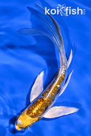 5.25" GINRIN KIN KIKOKURYU BUTTERFLY