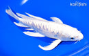 9" DOITSU PLATINUM OGON BUTTERFLY