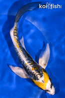 7" KIN KIKOKURYU BUTTERFLY