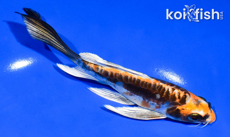 6" BENI KIKOKURYU BUTTERFLY