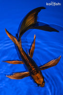 9.75" DOITSU KIN KABUTO BUTTERFLY