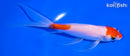 6" KOHAKU BUTTERFLY