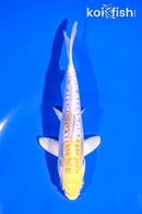 5" DOITSU LEMON HARIWAKE