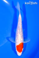 6" GINRIN KOHAKU