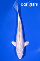 7" PLATINUM OGON