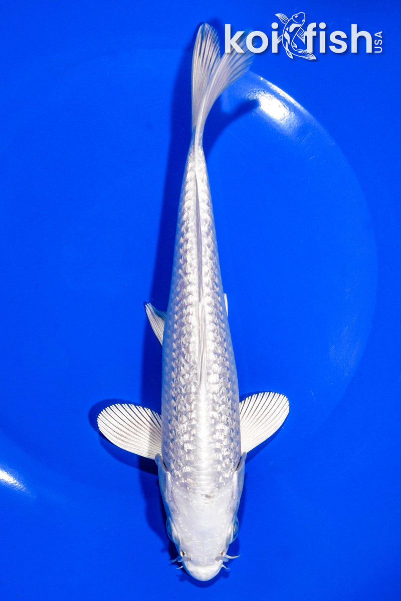 7.25" GINRIN PLATINUM OGON