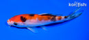 5.25" SANKE
