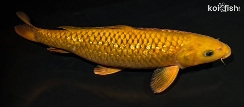 14.75" GINRIN CHAGOI