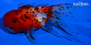 4.75" CALICO ORANDA GOLDFISH