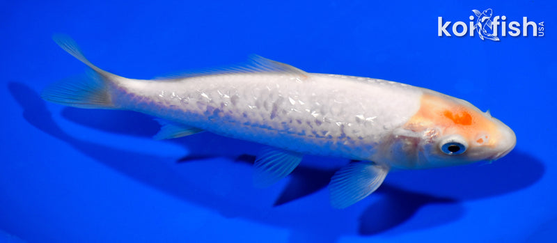 7" GINRIN SHIRO MUJI