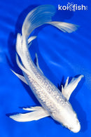 6.5" GINRIN PLATINUM OGON BUTTERFLY