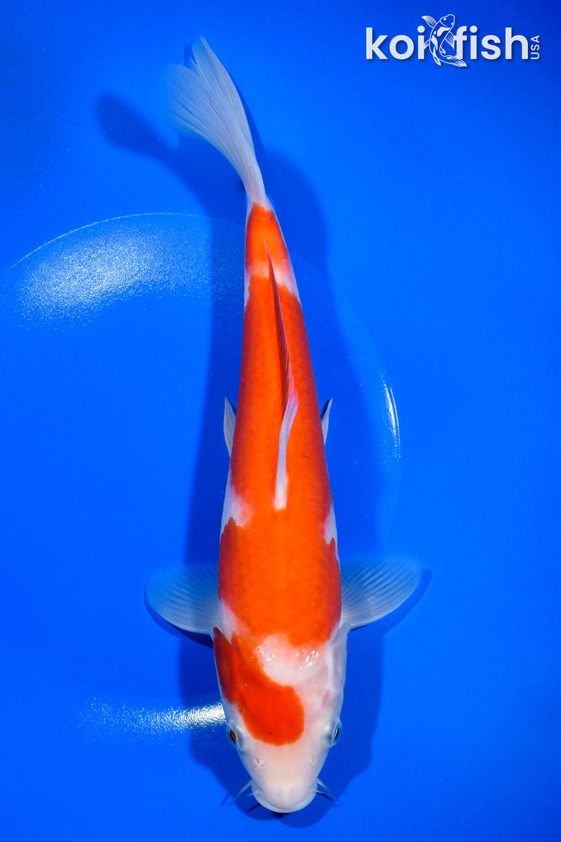 10" KOHAKU