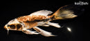 10.25" BENI KIKOKURYU BUTTERFLY