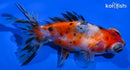 4.5" CALICO TELESCOPE FANTAIL GOLDFISH