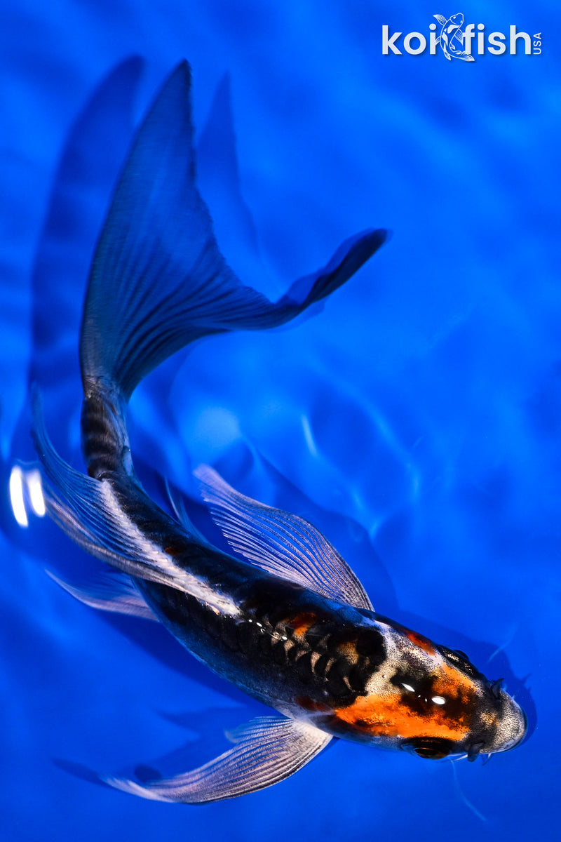 5.5" BENI KIKOKURYU BUTTERFLY