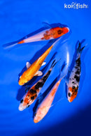 PACK OF (5) 4-5" STANDARD KOI