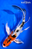 8.5" YAMATO NISHIKI BUTTERFLY