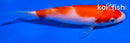 5" KOHAKU