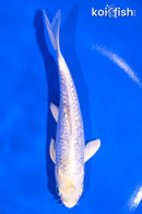 5.5" GINRIN HARIWAKE