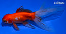 5.5" WATONAI GOLDFISH