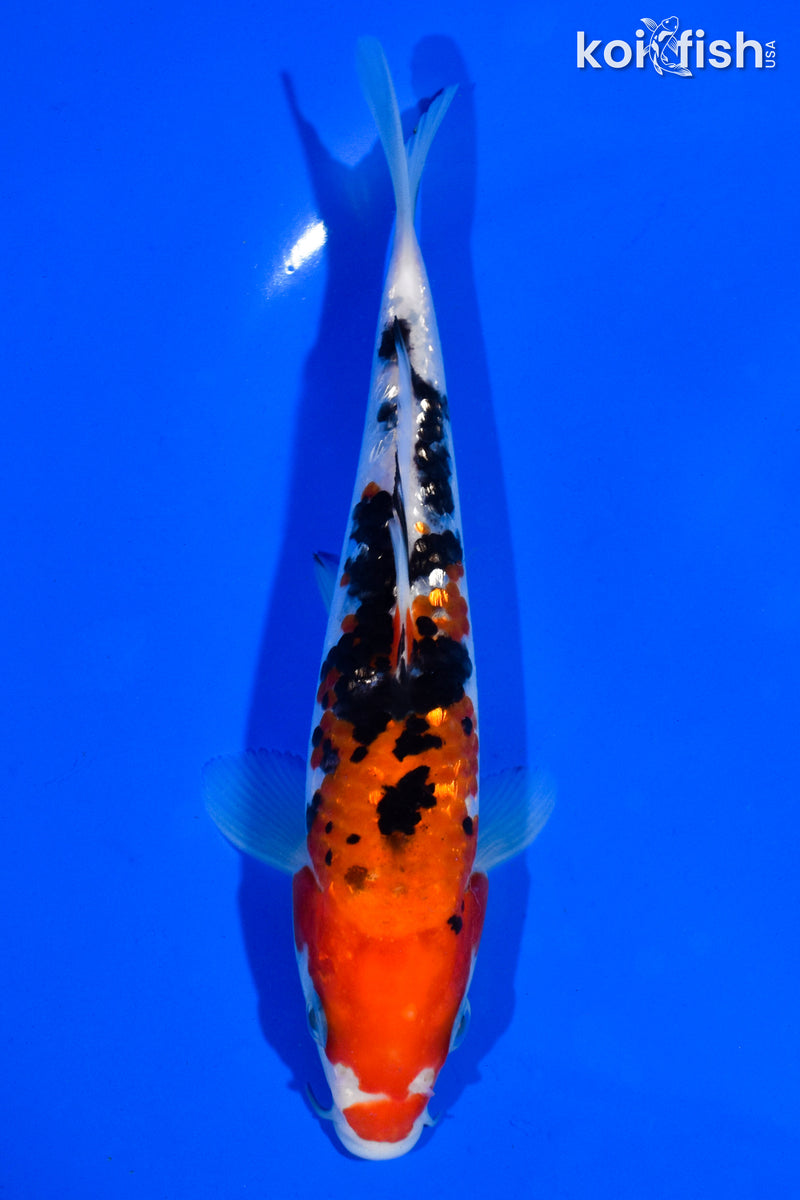 6.5" GINRIN SANKE
