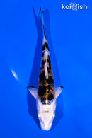 5.25" HEISEI NISHIKI