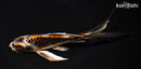 7.25" BENI GINGA BUTTERFLY