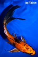 5.75" KIN HI UTSURI BUTTERFLY