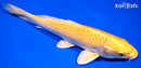 8.5" YAMABUKI OGON