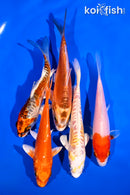 PACK OF (5) 4-5" STANDARD KOI