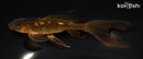 6.75" GINRIN CHAGOI BUTTERFLY