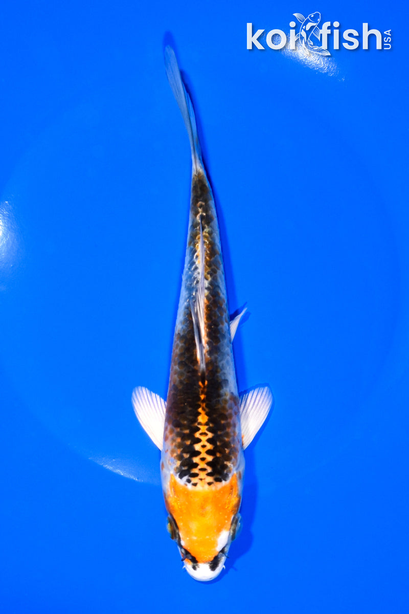 7.25" KUJAKU
