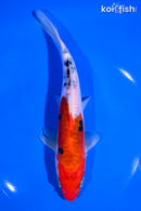 7.25" DOITSU SANKE