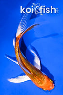 4" HARIWAKE BUTTERFLY