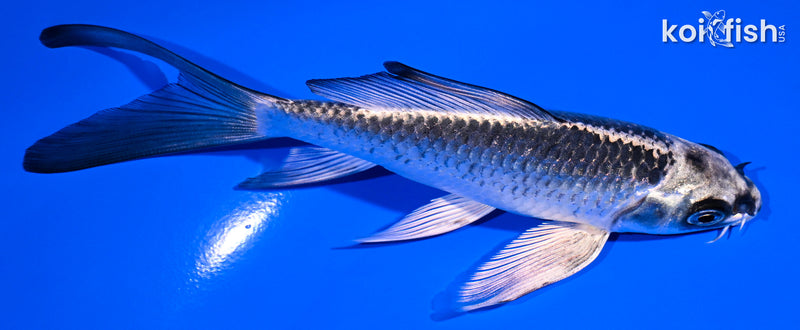 5.5" GINGA BUTTERFLY