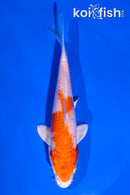 5" HARIWAKE