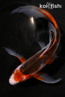 9" HI ASAGI BUTTERFLY