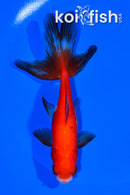 5.25" WATONAI GOLDFISH