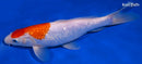 9.25" GINRIN KOHAKU