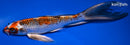 8.75" KUJAKU BUTTERFLY