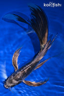 9.75" KIKOKURYU BUTTERFLY