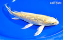 9" GINRIN YAMABUKI OGON BUTTERFLY